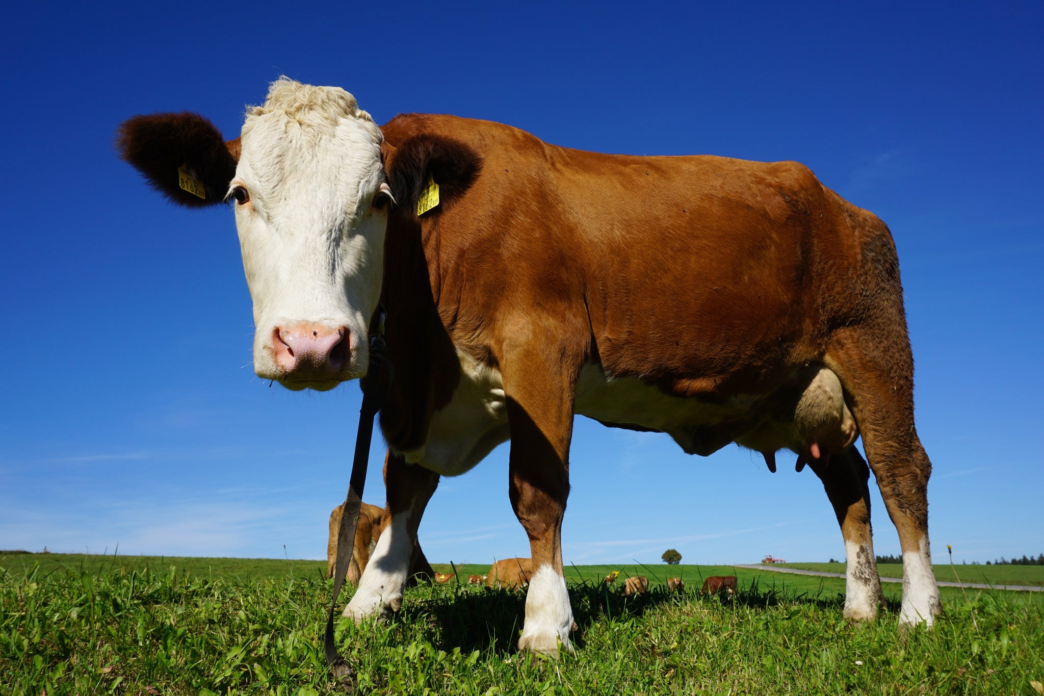 How many vegan belts are needed to save one cow's life?